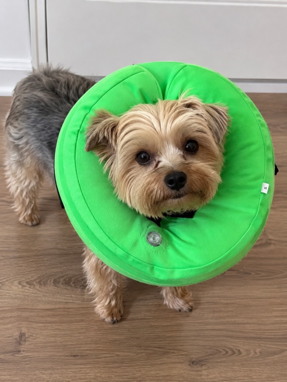 NWT Green Soft Inflatable Small Dog Cone Collar